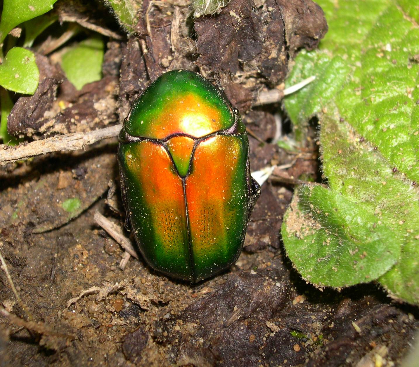 cetonia? Protaetia cuprea cuprea